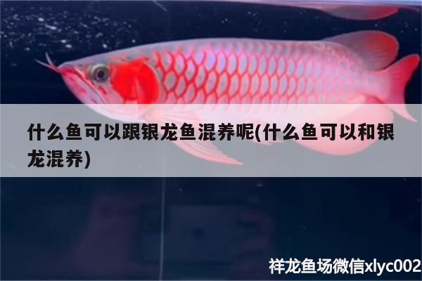 什么魚可以跟銀龍魚混養(yǎng)呢(什么魚可以和銀龍混養(yǎng)) 銀龍魚