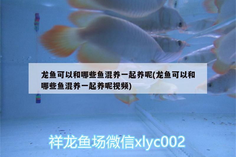 龍魚(yú)可以和哪些魚(yú)混養(yǎng)一起養(yǎng)呢(龍魚(yú)可以和哪些魚(yú)混養(yǎng)一起養(yǎng)呢視頻)