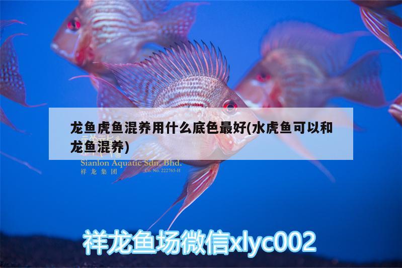 龍魚虎魚混養(yǎng)用什么底色最好(水虎魚可以和龍魚混養(yǎng))