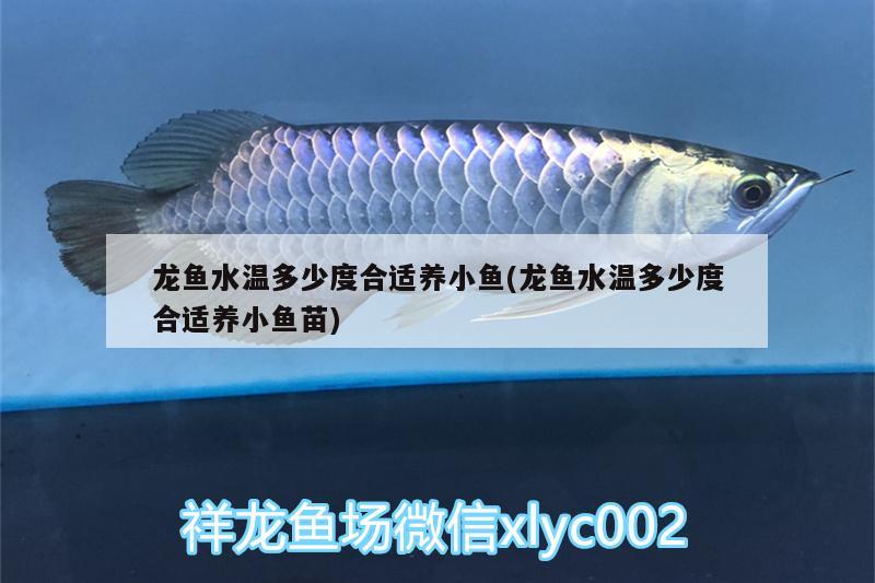 龍魚水溫多少度合適養(yǎng)小魚(龍魚水溫多少度合適養(yǎng)小魚苗)