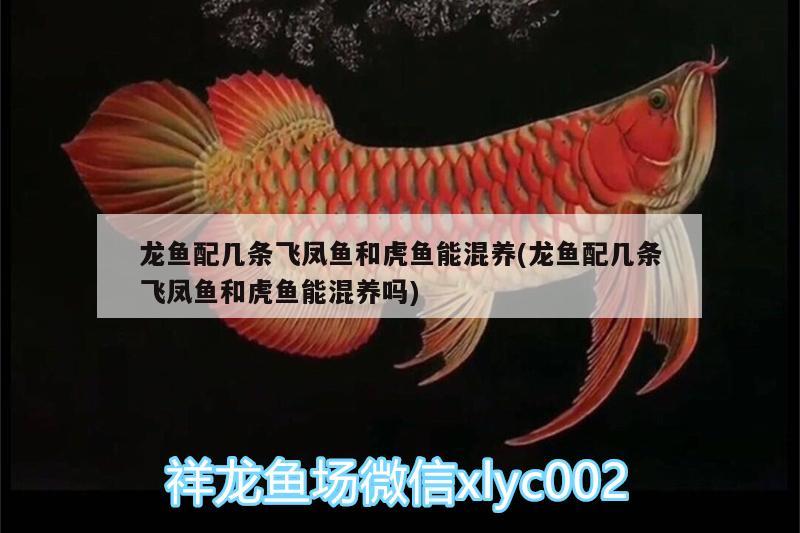 龍魚配幾條飛鳳魚和虎魚能混養(yǎng)(龍魚配幾條飛鳳魚和虎魚能混養(yǎng)嗎)