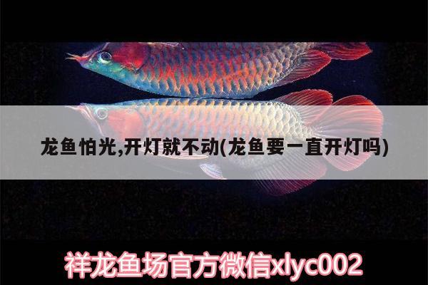 龍魚怕光,開燈就不動(dòng)(龍魚要一直開燈嗎) 野生埃及神仙魚 第1張