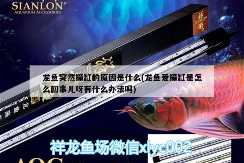 龍魚突然撞缸的原因是什么(龍魚愛撞缸是怎么回事兒呀有什么辦法嗎) 野生地圖魚 第2張