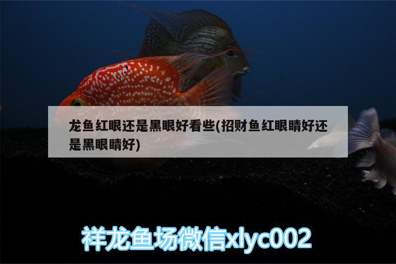 龍魚(yú)紅眼還是黑眼好看些(招財(cái)魚(yú)紅眼睛好還是黑眼睛好) 二氧化碳設(shè)備