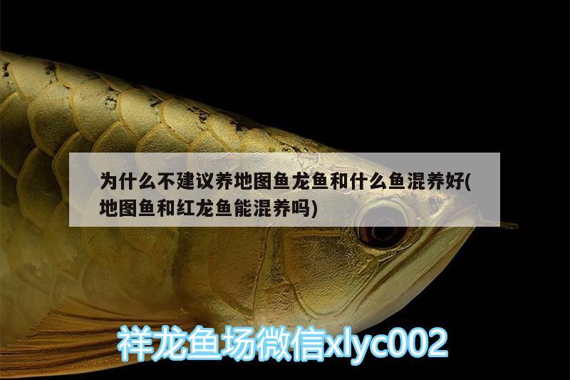 為什么不建議養(yǎng)地圖魚(yú)龍魚(yú)和什么魚(yú)混養(yǎng)好(地圖魚(yú)和紅龍魚(yú)能混養(yǎng)嗎)