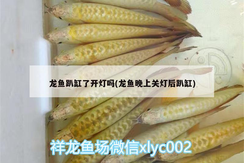 龍魚趴缸了開燈嗎(龍魚晚上關燈后趴缸) 招財戰(zhàn)船魚