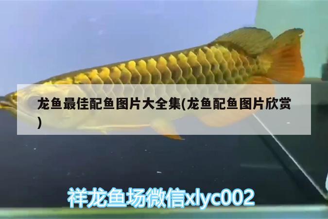 龍魚最佳配魚圖片大全集(龍魚配魚圖片欣賞)