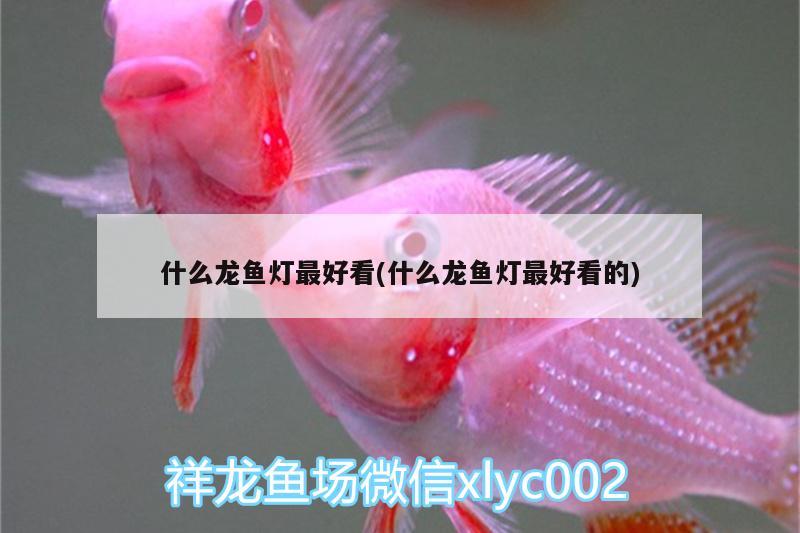 什么龍魚(yú)燈最好看(什么龍魚(yú)燈最好看的)