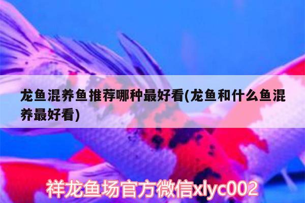 龍魚混養(yǎng)魚推薦哪種最好看(龍魚和什么魚混養(yǎng)最好看) 黑桃A魚苗