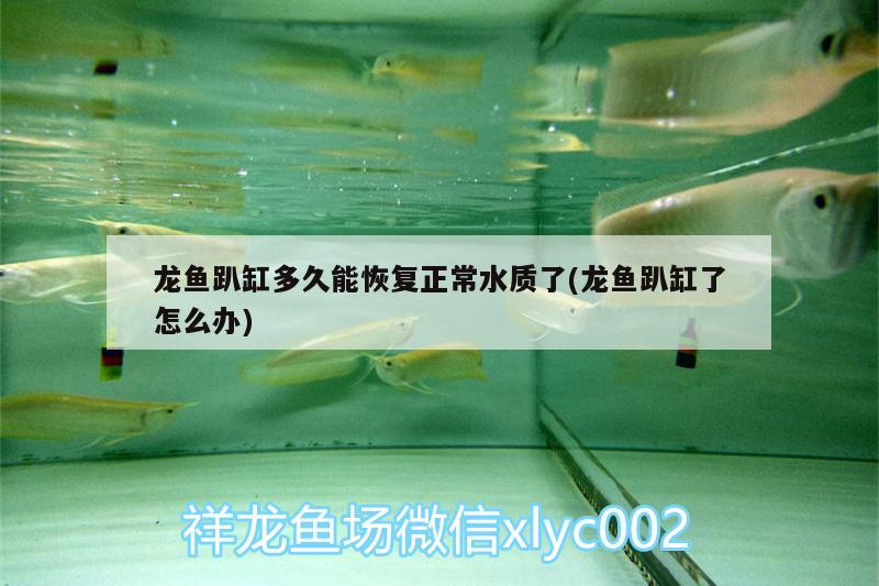 龍魚趴缸多久能恢復正常水質(zhì)了(龍魚趴缸了怎么辦)