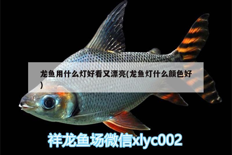 龍魚用什么燈好看又漂亮(龍魚燈什么顏色好) 魟魚百科