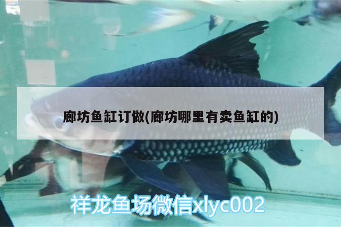 廊坊魚缸訂做(廊坊哪里有賣魚缸的) 一眉道人魚苗