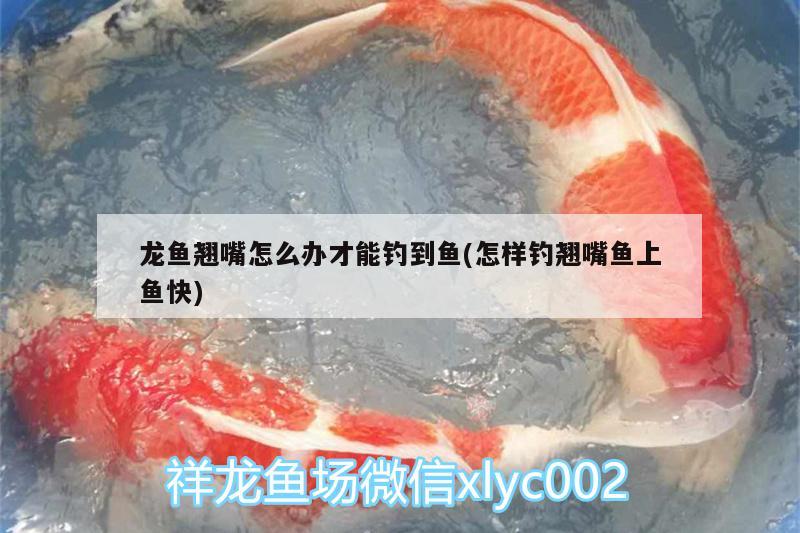 龍魚翹嘴怎么辦才能釣到魚(怎樣釣翹嘴魚上魚快) 垂釣樂園