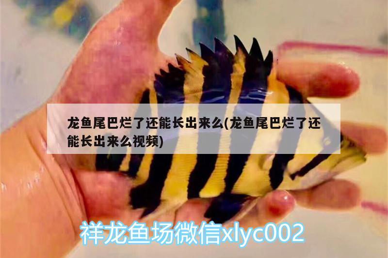 龍魚尾巴爛了還能長(zhǎng)出來么(龍魚尾巴爛了還能長(zhǎng)出來么視頻) 銀河星鉆魚