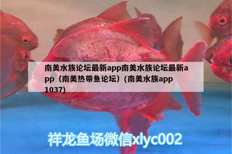 南美水族論壇最新app南美水族論壇最新app（南美熱帶魚論壇）(南美水族app1037) 飛鳳魚