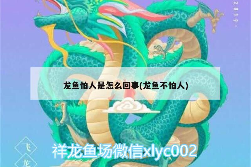 龍魚怕人是怎么回事(龍魚不怕人)