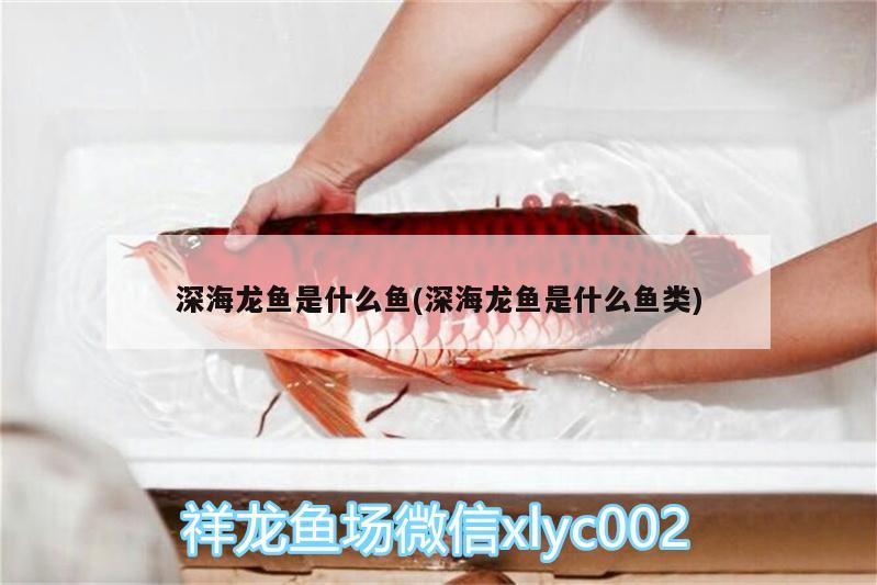 深海龍魚是什么魚(深海龍魚是什么魚類)