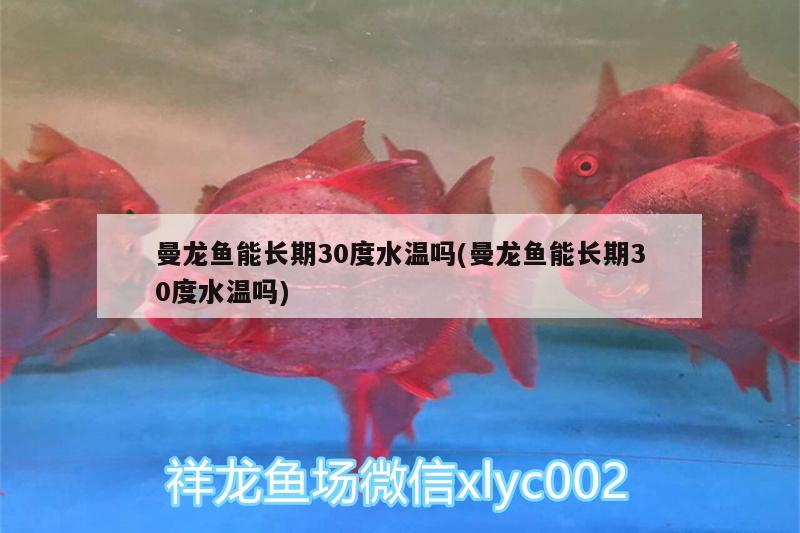 曼龍魚能長期30度水溫嗎(曼龍魚能長期30度水溫嗎) 紅龍專用魚糧飼料