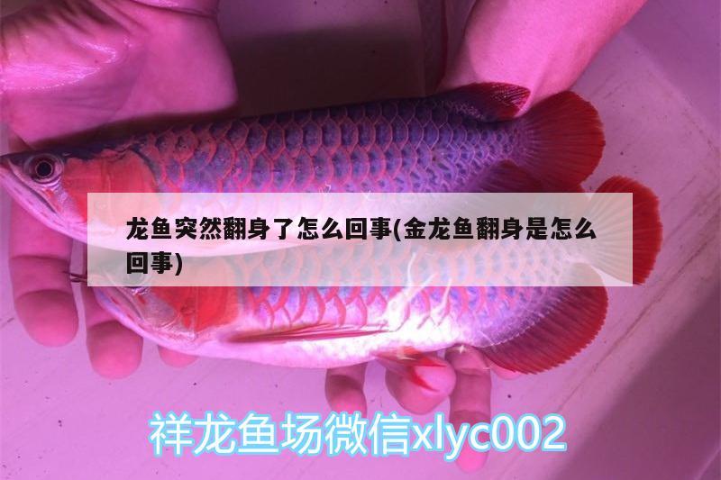 龍魚突然翻身了怎么回事(金龍魚翻身是怎么回事)