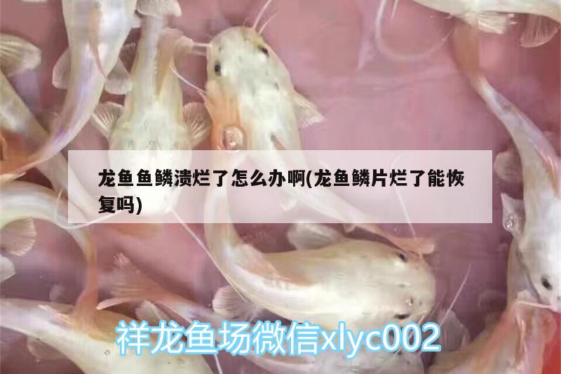 龍魚魚鱗潰爛了怎么辦啊(龍魚鱗片爛了能恢復嗎)