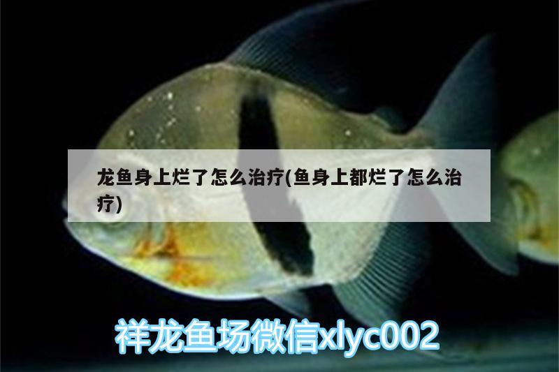 龍魚身上爛了怎么治療(魚身上都爛了怎么治療) 祥龍水族濾材/器材