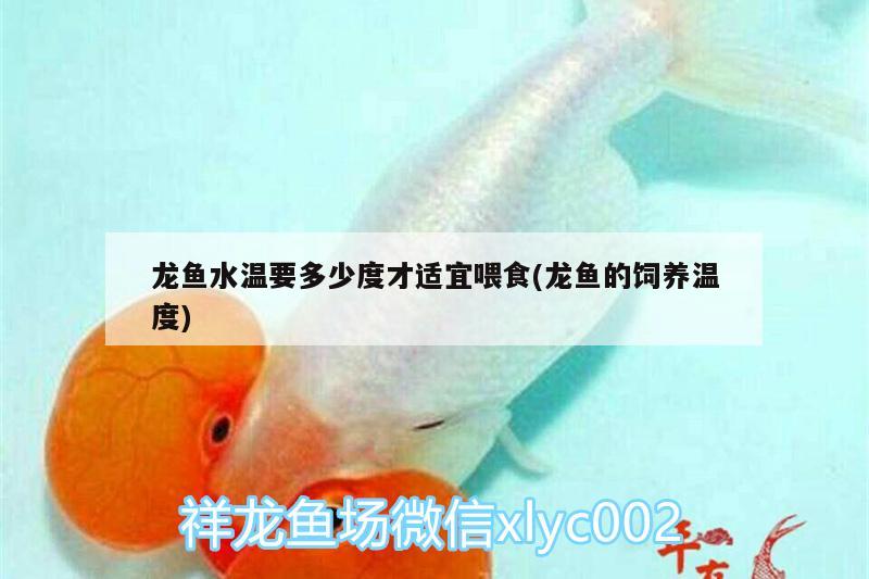 龍魚(yú)水溫要多少度才適宜喂食(龍魚(yú)的飼養(yǎng)溫度)