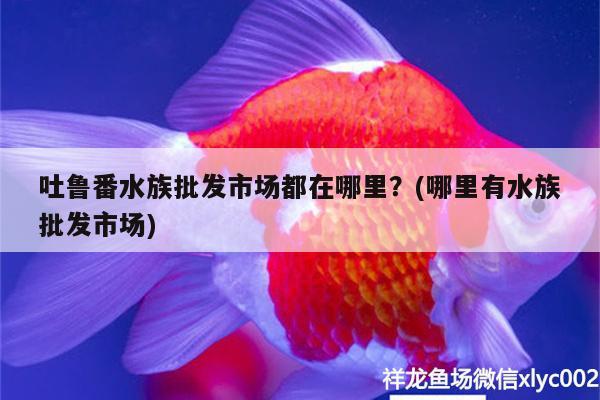 吐魯番水族批發(fā)市場都在哪里？(哪里有水族批發(fā)市場)