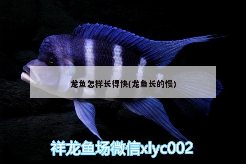 龍魚(yú)怎樣長(zhǎng)得快(龍魚(yú)長(zhǎng)的慢) 印尼三紋虎