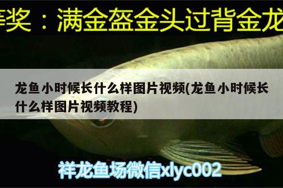 龍魚(yú)小時(shí)候長(zhǎng)什么樣圖片視頻(龍魚(yú)小時(shí)候長(zhǎng)什么樣圖片視頻教程)