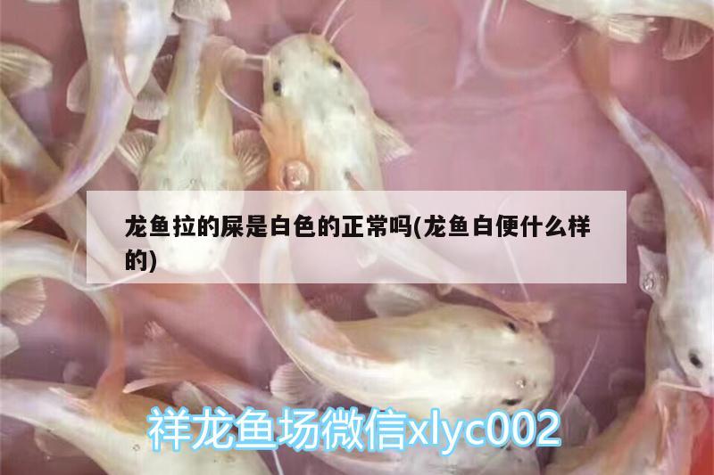 龍魚拉的屎是白色的正常嗎(龍魚白便什么樣的)