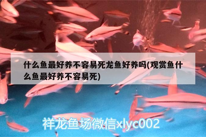 什么魚最好養(yǎng)不容易死龍魚好養(yǎng)嗎(觀賞魚什么魚最好養(yǎng)不容易死)