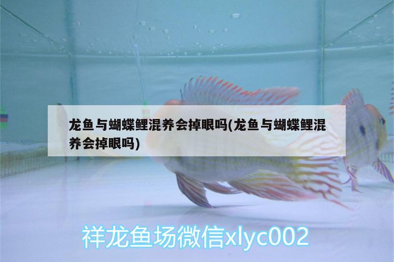 龍魚與蝴蝶鯉混養(yǎng)會掉眼嗎(龍魚與蝴蝶鯉混養(yǎng)會掉眼嗎) 蝴蝶鯉