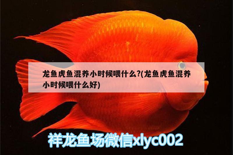 龍魚(yú)虎魚(yú)混養(yǎng)小時(shí)候喂什么?(龍魚(yú)虎魚(yú)混養(yǎng)小時(shí)候喂什么好) 虎魚(yú)百科