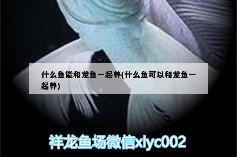 什么魚(yú)能和龍魚(yú)一起養(yǎng)(什么魚(yú)可以和龍魚(yú)一起養(yǎng))