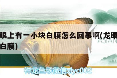 龍魚眼上有一小塊白膜怎么回事啊(龍睛魚身上有白膜)