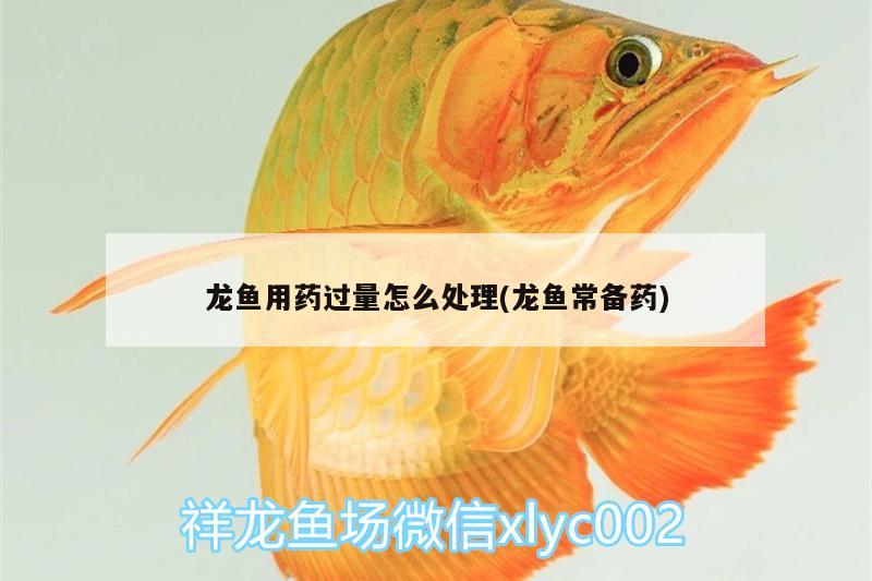 龍魚用藥過量怎么處理(龍魚常備藥)