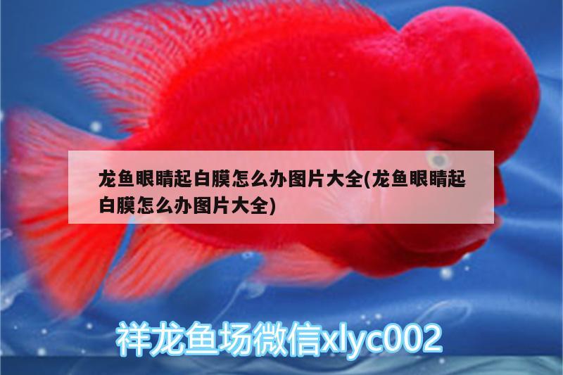 龍魚(yú)眼睛起白膜怎么辦圖片大全(龍魚(yú)眼睛起白膜怎么辦圖片大全)