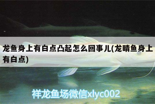 龍魚(yú)身上有白點(diǎn)凸起怎么回事兒(龍睛魚(yú)身上有白點(diǎn))