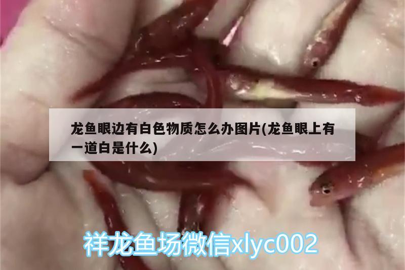 龍魚眼邊有白色物質(zhì)怎么辦圖片(龍魚眼上有一道白是什么)