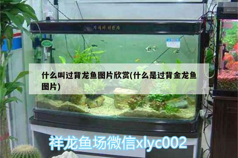 什么叫過(guò)背龍魚(yú)圖片欣賞(什么是過(guò)背金龍魚(yú)圖片)