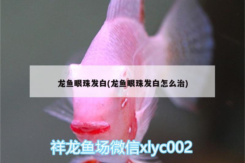 龍魚眼珠發(fā)白(龍魚眼珠發(fā)白怎么治)