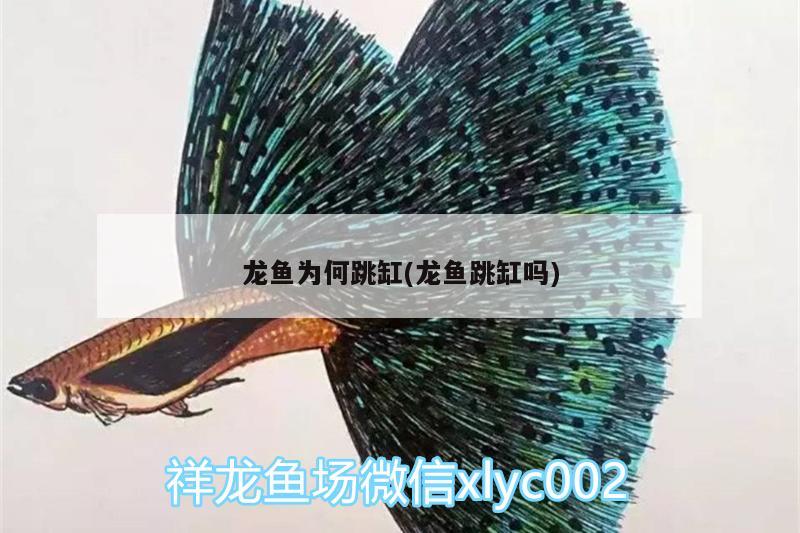 龍魚為何跳缸(龍魚跳缸嗎) 巴西亞魚