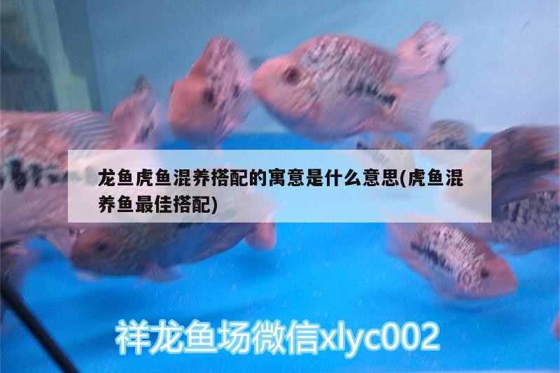 龍魚虎魚混養(yǎng)搭配的寓意是什么意思(虎魚混養(yǎng)魚最佳搭配) 虎魚百科