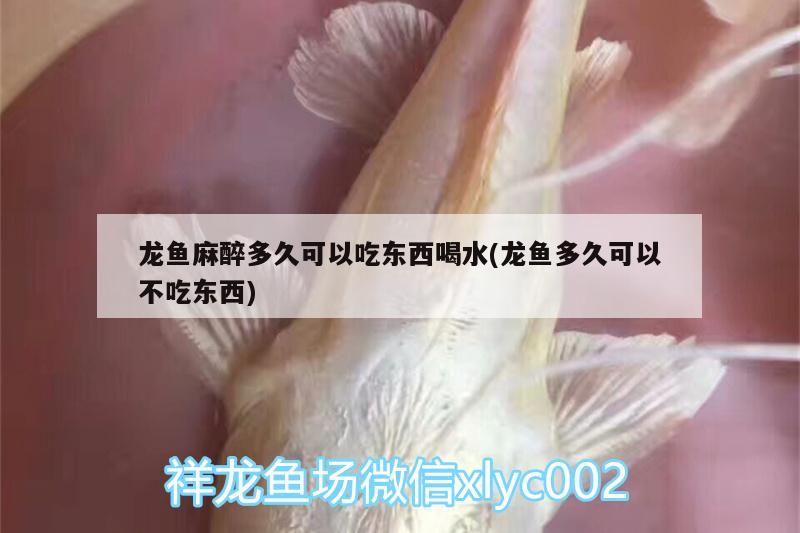 龍魚麻醉多久可以吃東西喝水(龍魚多久可以不吃東西)