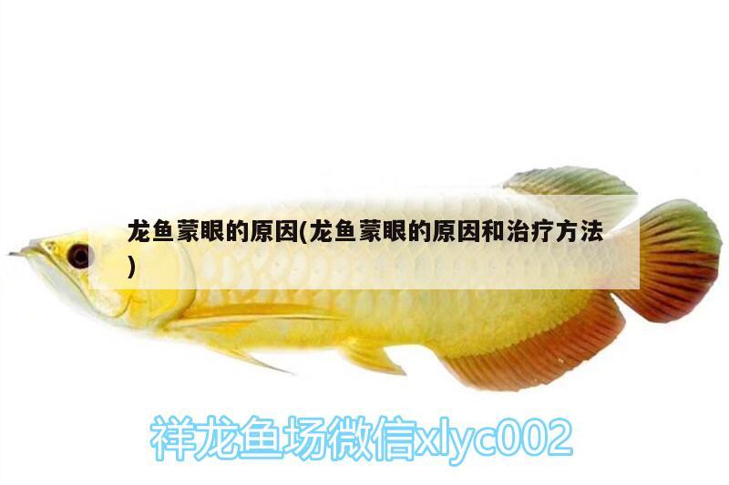 龍魚蒙眼的原因(龍魚蒙眼的原因和治療方法) 雪龍魚 第3張