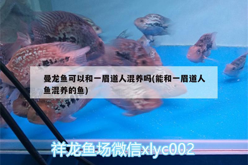 曼龍魚可以和一眉道人混養(yǎng)嗎(能和一眉道人魚混養(yǎng)的魚)