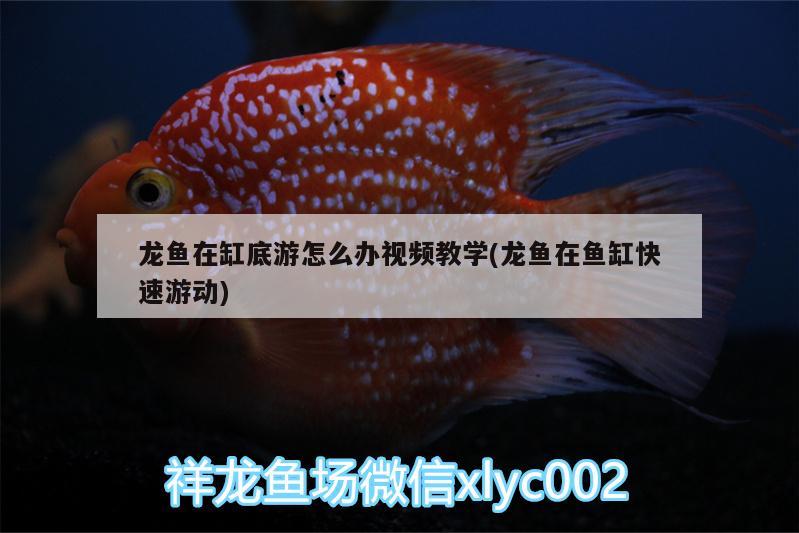 龍魚在缸底游怎么辦視頻教學(龍魚在魚缸快速游動)