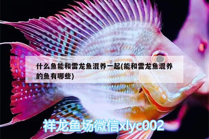 什么魚能和雷龍魚混養(yǎng)一起(能和雷龍魚混養(yǎng)的魚有哪些)