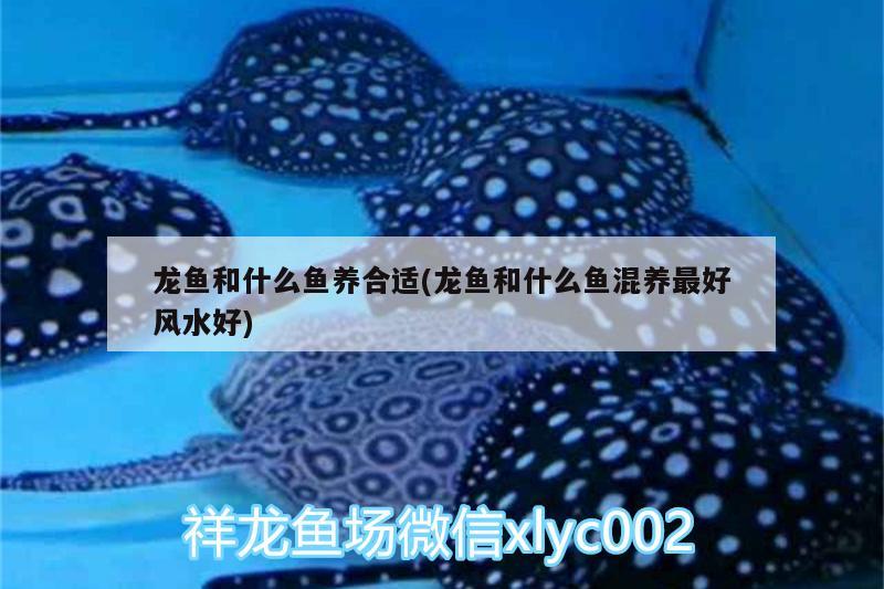 龍魚和什么魚養(yǎng)合適(龍魚和什么魚混養(yǎng)最好風(fēng)水好) 魚缸風(fēng)水