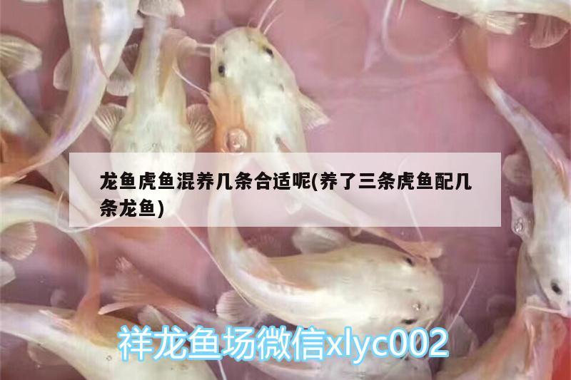 龍魚虎魚混養(yǎng)幾條合適呢(養(yǎng)了三條虎魚配幾條龍魚)